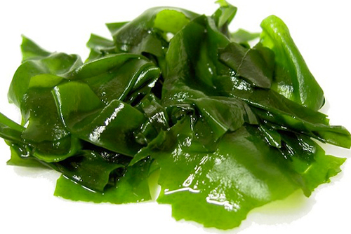 Algae 